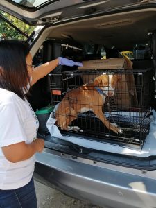 g4 - Davao Animal Rescue Volunteers