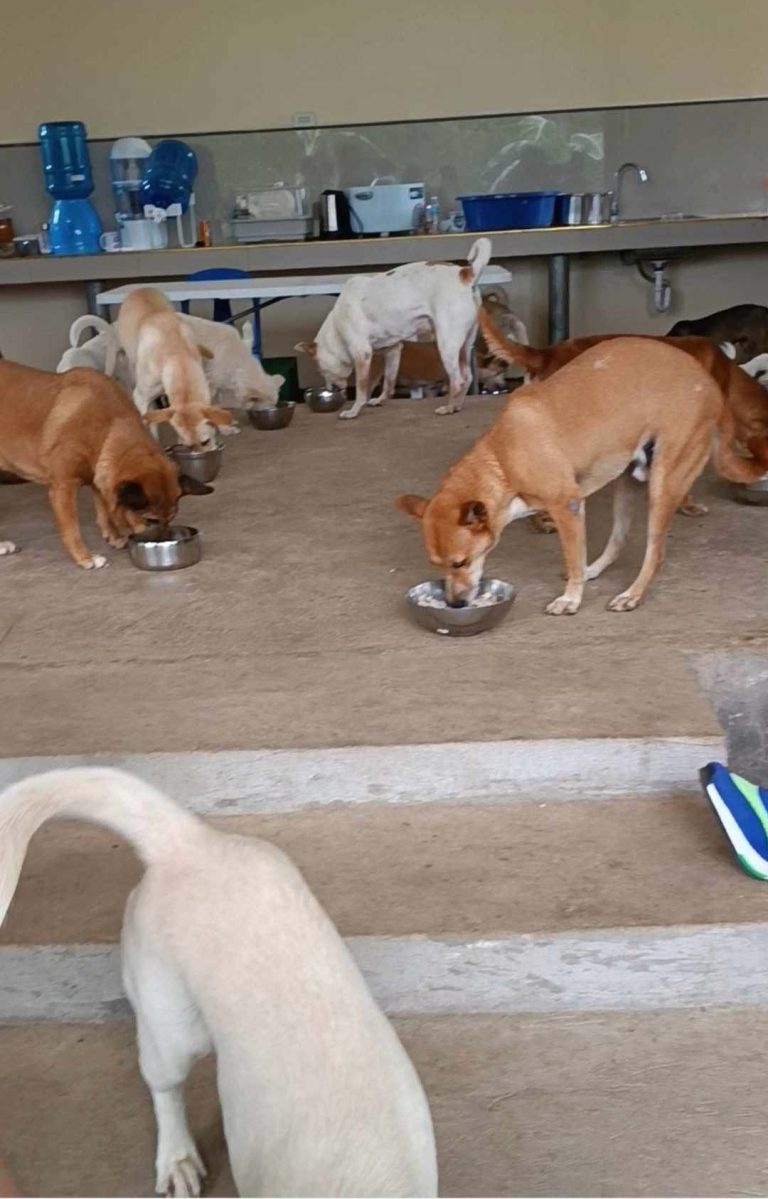 416271834 1164384524541280 7207035615617075630 n - Davao Animal Rescue Volunteers