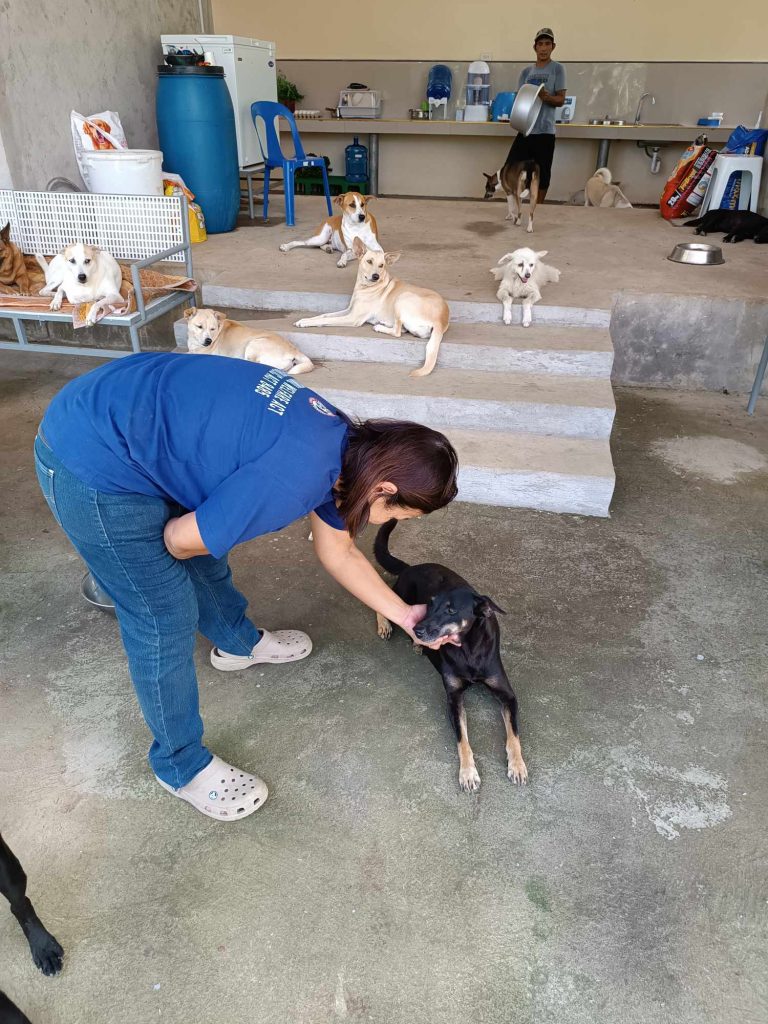 440535552 7435047023278749 3276705959814280275 n - Davao Animal Rescue Volunteers