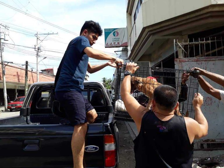 i1 - Davao Animal Rescue Volunteers