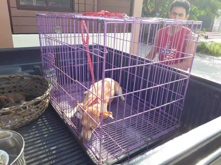 i2 - Davao Animal Rescue Volunteers