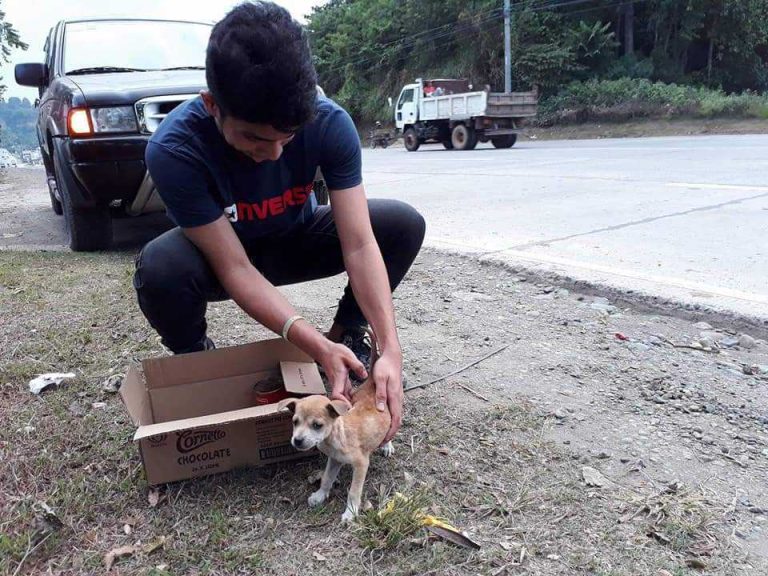 i4 - Davao Animal Rescue Volunteers