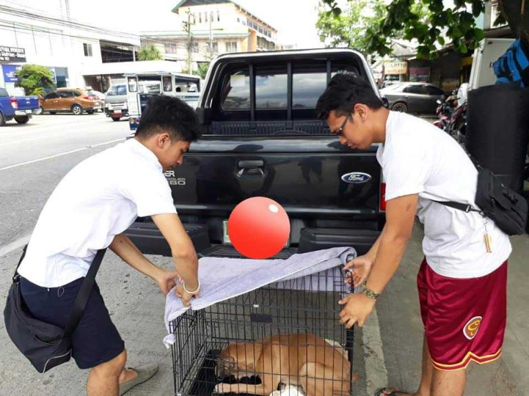 i6 - Davao Animal Rescue Volunteers